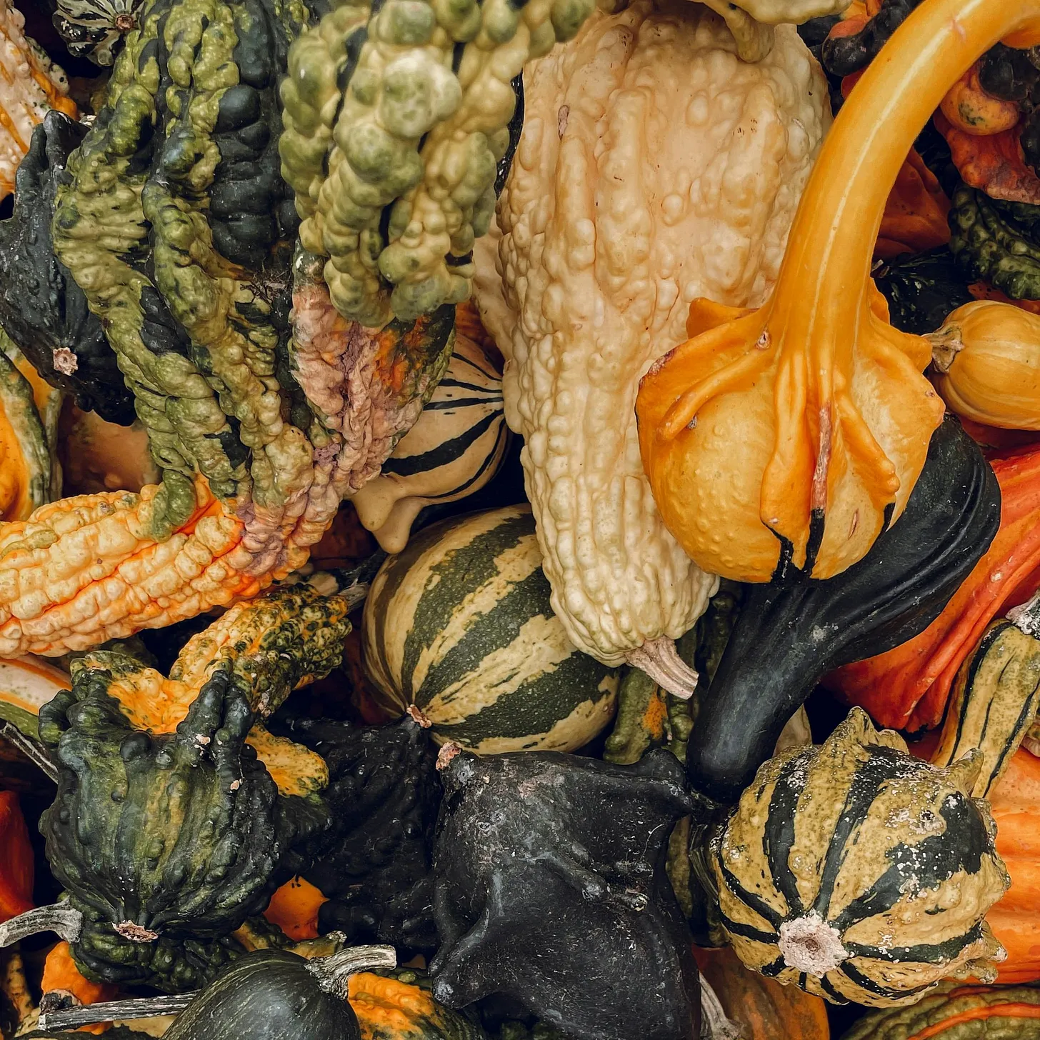 Comment éviter l'hybridation des courges ?