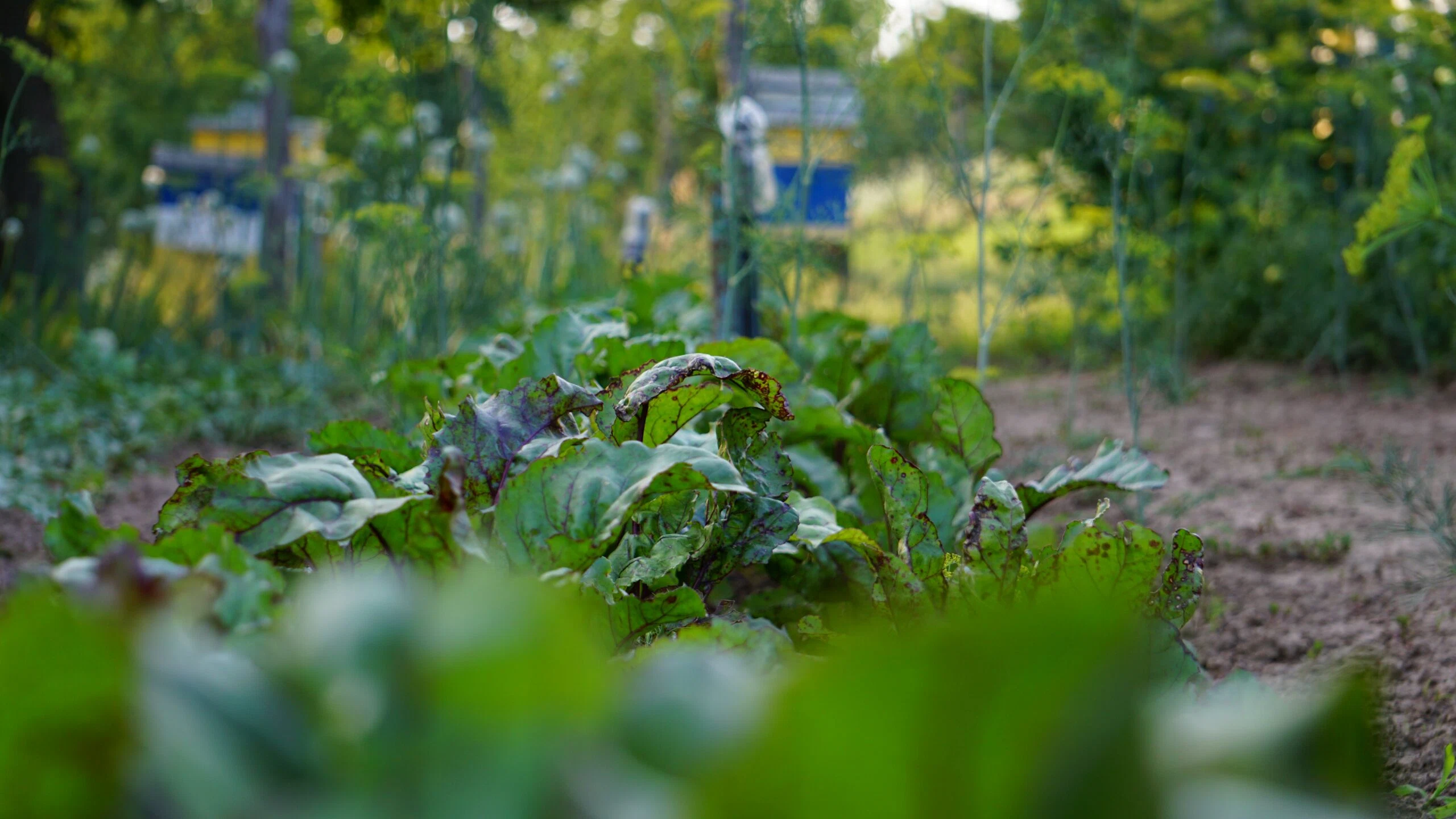 Que faire en Août au potager ?
