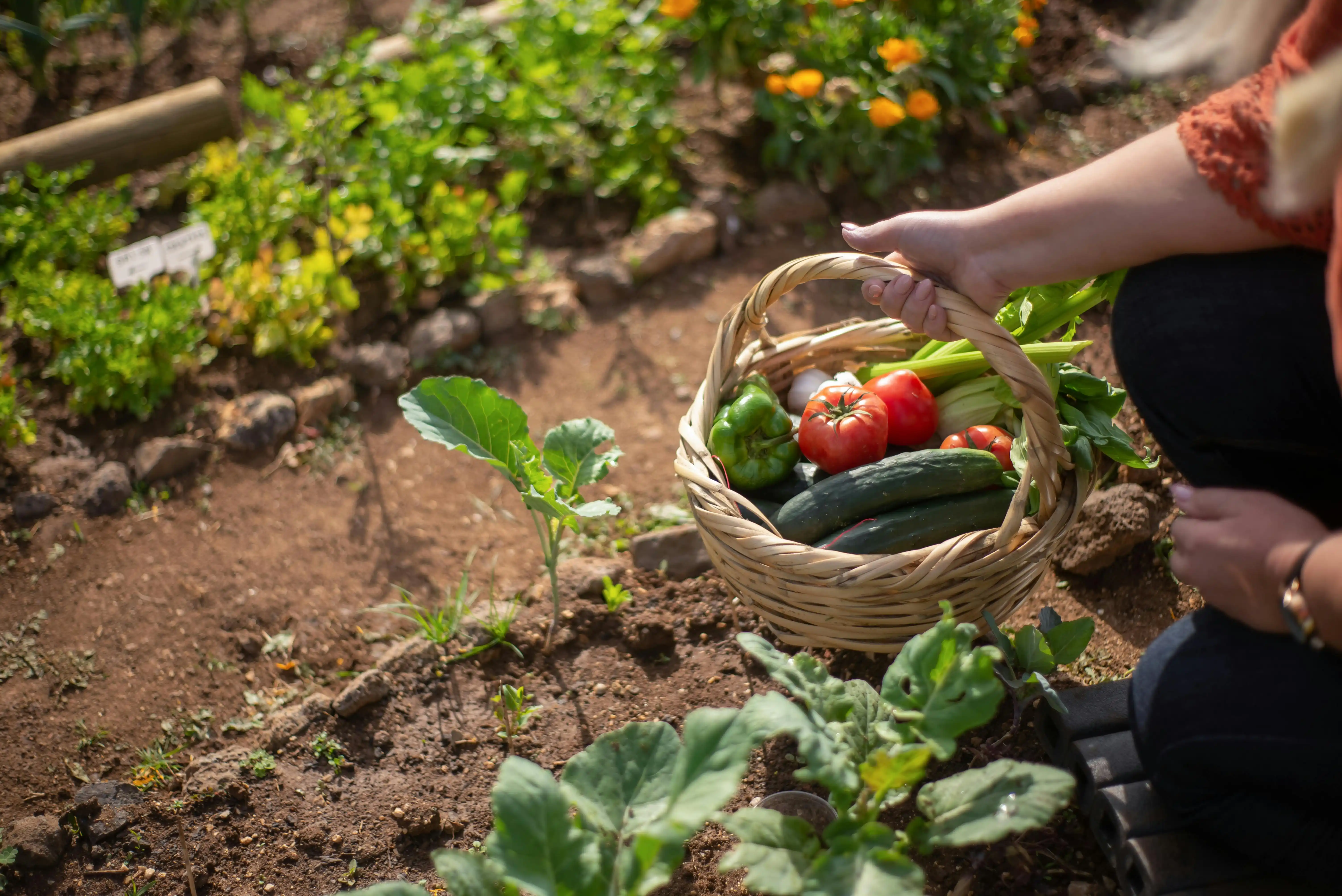 Que faire en Juillet au potager ?