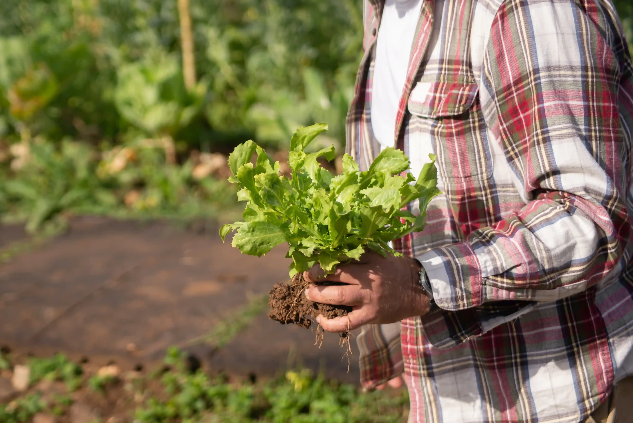 Que planter en Octobre au potager ?